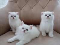 Harika scottish fold yavrularımız