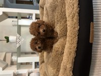 Orjinal Toy Poodle