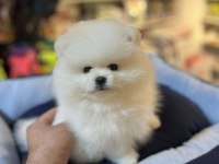 Biblo Güzelliğinde Show Kalite Pomeranian Boo