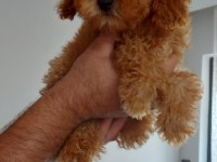 Toy poodle 2 aylık