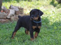 Eğitimli Doberman Yavrular