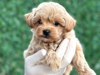 Nadir güzellik yeni ailesini arıyor maltipoo