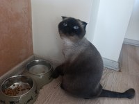 Scottish fold Maviş için yeni ev