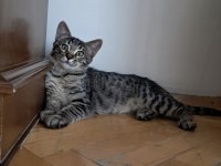 İKİ MİNİK KARDEŞ KEDİMİZ YUVA ARIYOR