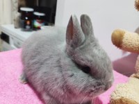 Safkan Hollanda Cüce Tavşan (Netherland Dwarf)