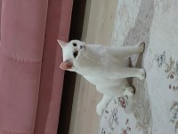Karbeyaz kedimiz mia size mutluluk getirsin