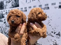 En koyusundan en güzelinden toy poodle minnoşlar
