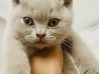 Detaylı bilgi için arayın british shorthair