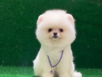 Blacks Petshop Garantisiyle Pomeranian Boo Yavrularımız