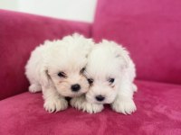 Sıfır numara maltese bebekler