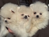Ankaranın en elit pomeranian ları ziyarete açık