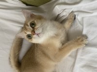 Şecereli british shorthair golden by11