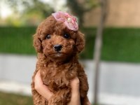 SAFKAN ORJİNAL KORE POODLE KURABİYE YAVRULARI