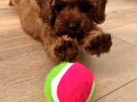 Dişi toy poodle sahiplendirme (ücretli)