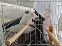 Yavru forpus papağanı