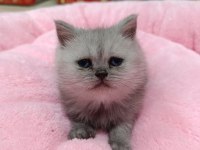 Scottish fold ve scottish straight yavrularım