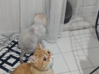 Kedimize ücretsiz sadece mutlu olabileceği bir yuva arıyoruz