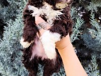 Lagotto Romagnolo