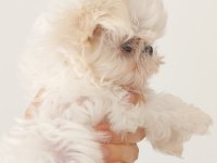 KORE MALTESE BEBEKLER ŞECERE BELGELİ