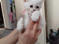 Mavi gözlü british shorthair kedimiz