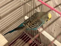 ücretsiz muhabbet kuşu 1 yaşında