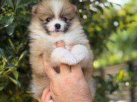 A Kalite Pomeranian Boo