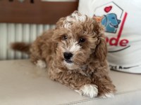Petmode köpek çiftliğinden maltipoo yavrularımız