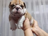 %100 IRK GARANTİLİ İNGİLİZ BULLDOG YAVRULARI