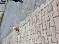 Ücretsi minyatür pinscher yavru erkek