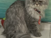 Chinchilla prense eş arıyoruz