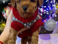 TOY POODLE YAVRULARI
