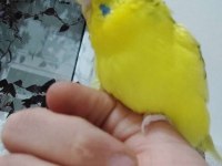 Muhabbet kuşu kafesi ile birlikte