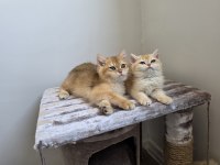 British shorthair golden dişi erkek yavrularımız