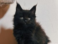 Xxl şecereli şampiyon kan hattı black maine coon