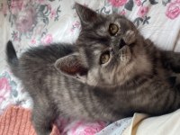 2 aylık son kalan british longhair yavrumuz