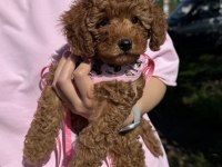 Toy Poodle Orijinal Yavru Köpekler