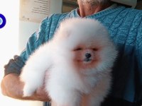 Orijinal Pomeranian Boo 3 Aylık