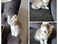 Mükemmel renk akıl küpü kedimiz