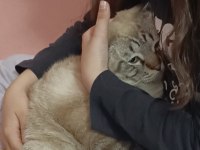 Scottish fold dumanımıza aile arıyoruz