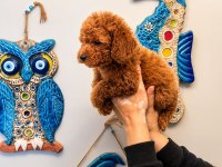 1 Mart Doğumlu Poodle Dişi Orjinal Red Yavrularımız