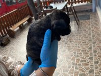 yavru french bulldoglarr