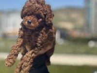 Kore toy poodle yavrularımız