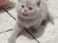 Lilac british shorthair bebekler