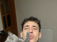 5 aylık yavru erkek british shorthair