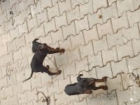 Son iki dişi Doberman
