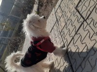 Maltese terrier 6 aylık erkek