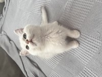 British Shorthair Yavru