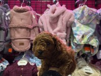 RED BROWN TOY POODLE YAVRULAR