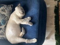 Eş exotic shorthair kediler