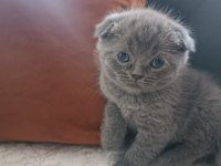 Scottish fold yavru 1 aylık
